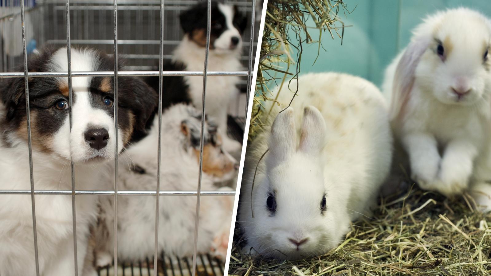 Hunde und Kaninchen in einer Zoohandlung