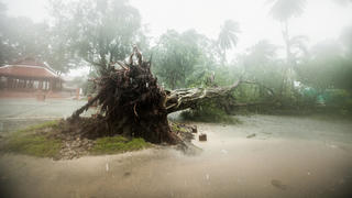 A fallen tree is seen as tropical storm Pabuk approaches the southern province of Nakhon Si Thammarat, Thailand, January 4, 2019. REUTERS/Krittapas Chaipimon