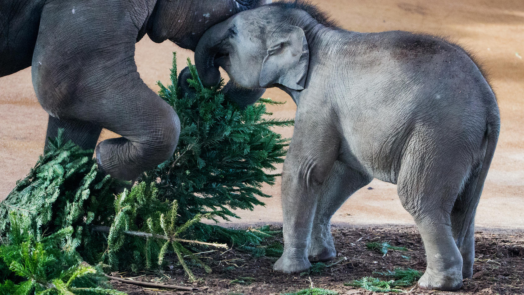 Elefanten fressen Weihnachtsbaum