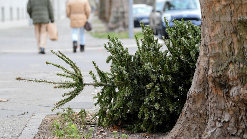 03.01.2019, Berlin: Ein Weihnachtsbaum liegt am Straßenrand. Ab dem 7.1. will die Berliner Stadtreinigung (BSR) die Weihnachstbäume einsammeln. Foto: Britta Pedersen/dpa +++ dpa-Bildfunk +++