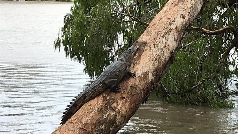 Ein Krokodil mitten in der Stadt auf einem Baum. 