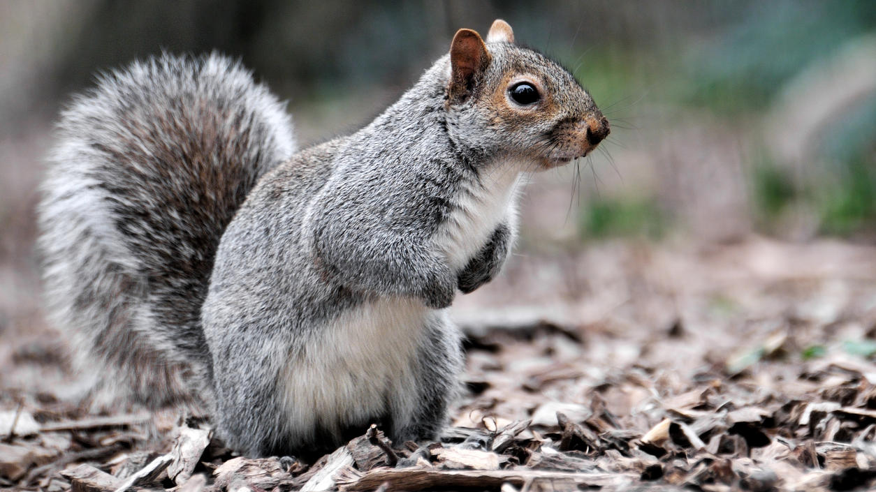 Grauhörnchen