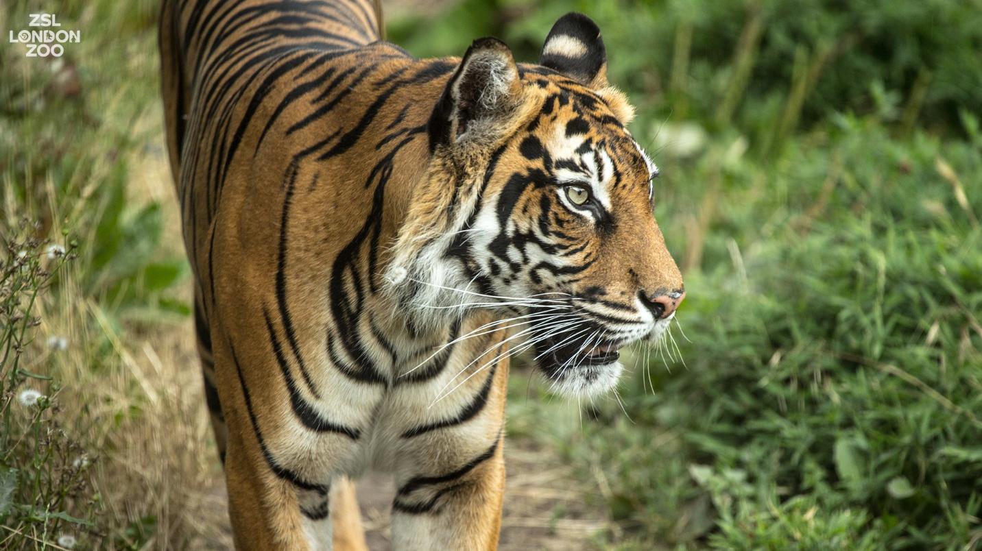 Sumatra-Tigerin Melati ist mit zehn Jahren gestorben.