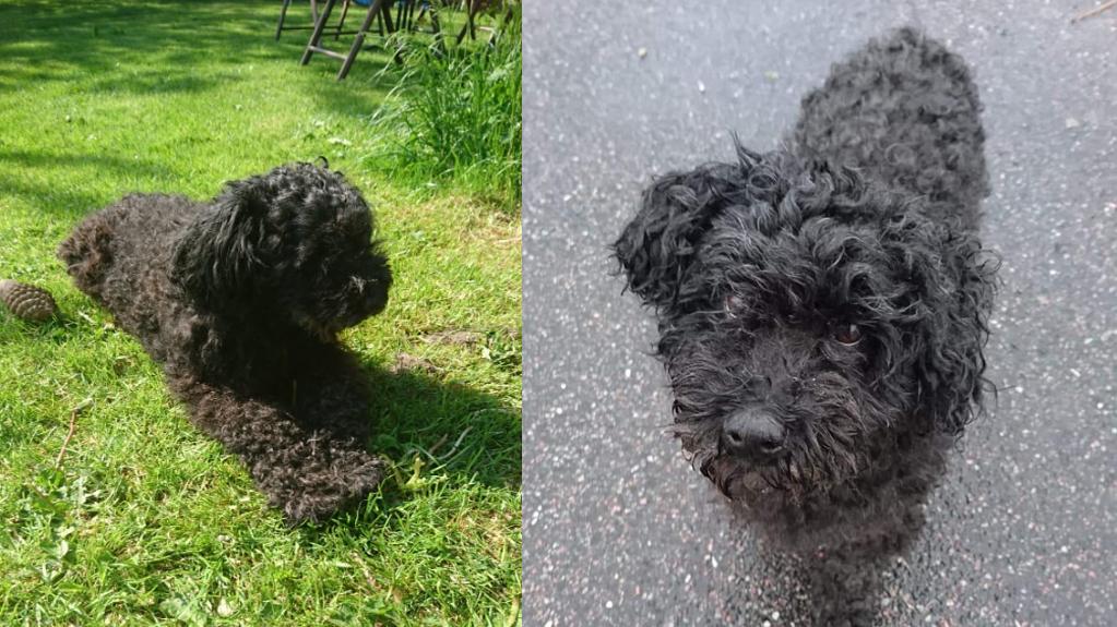 Demenz bei Hunden An diesen Anzeichen erkennen Tierhalter die