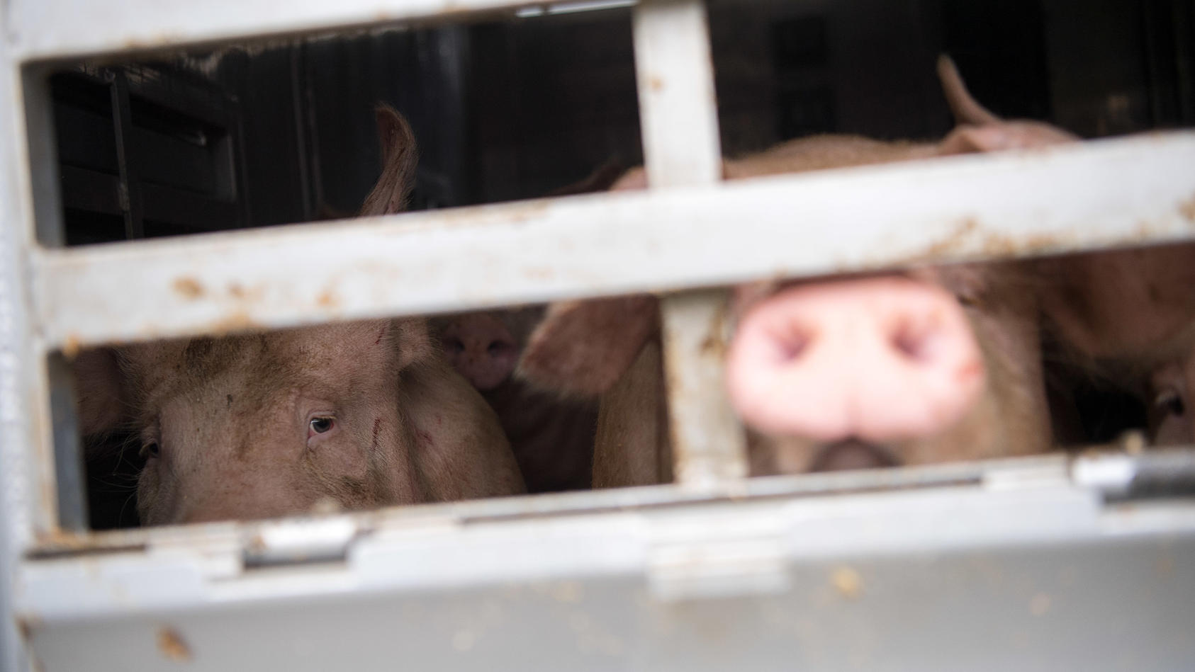 Polizei Kontrolliert Tiertransporter Und Zieht Bittere Bilanz