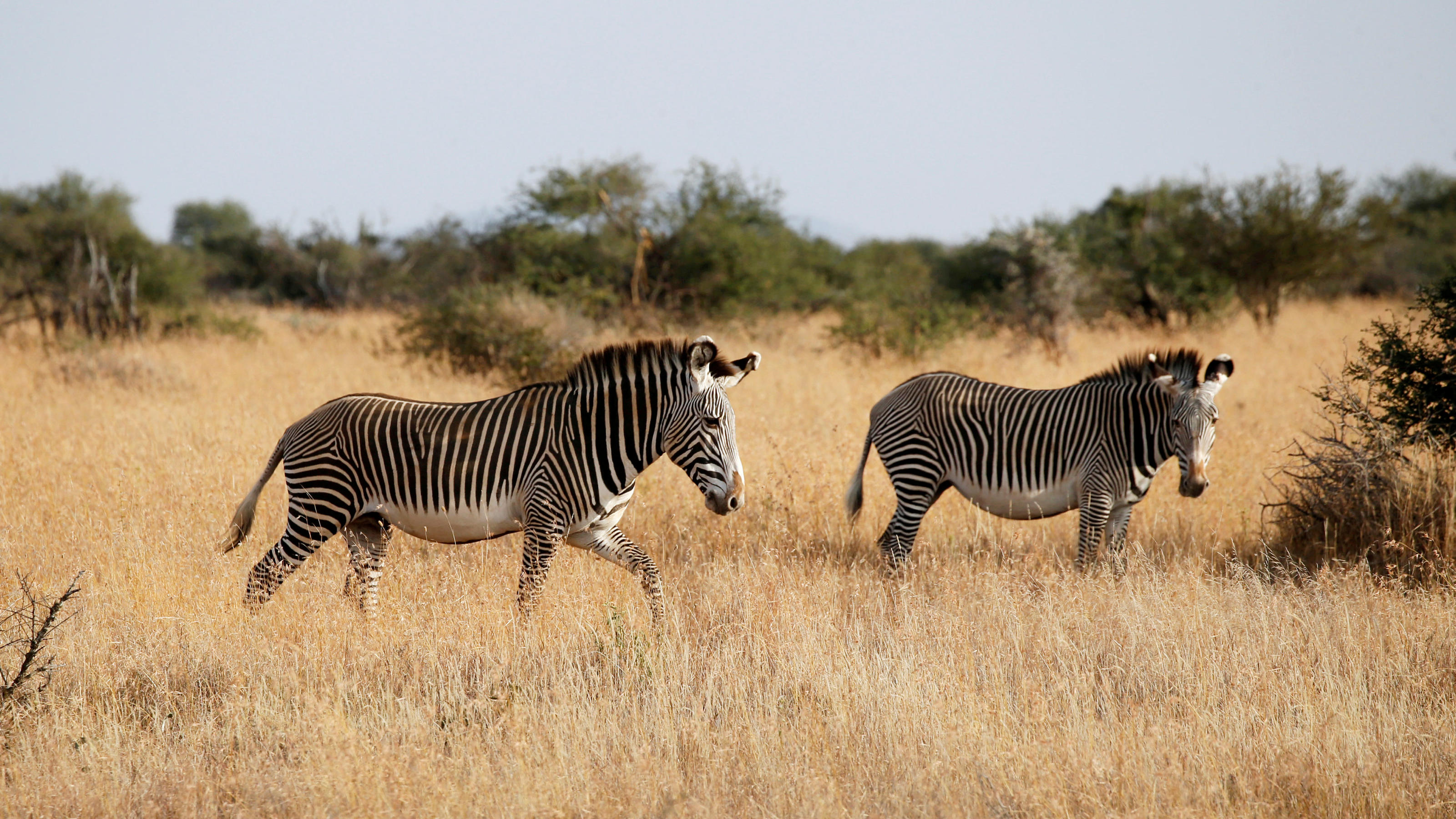 FILE PHOTO: Grevy's zebras, the most threatened species of zebra, graze at the Mpala research centre in Laikipia County, Kenya, January 7, 2018. REUTERS/Baz Ratner/File Photo