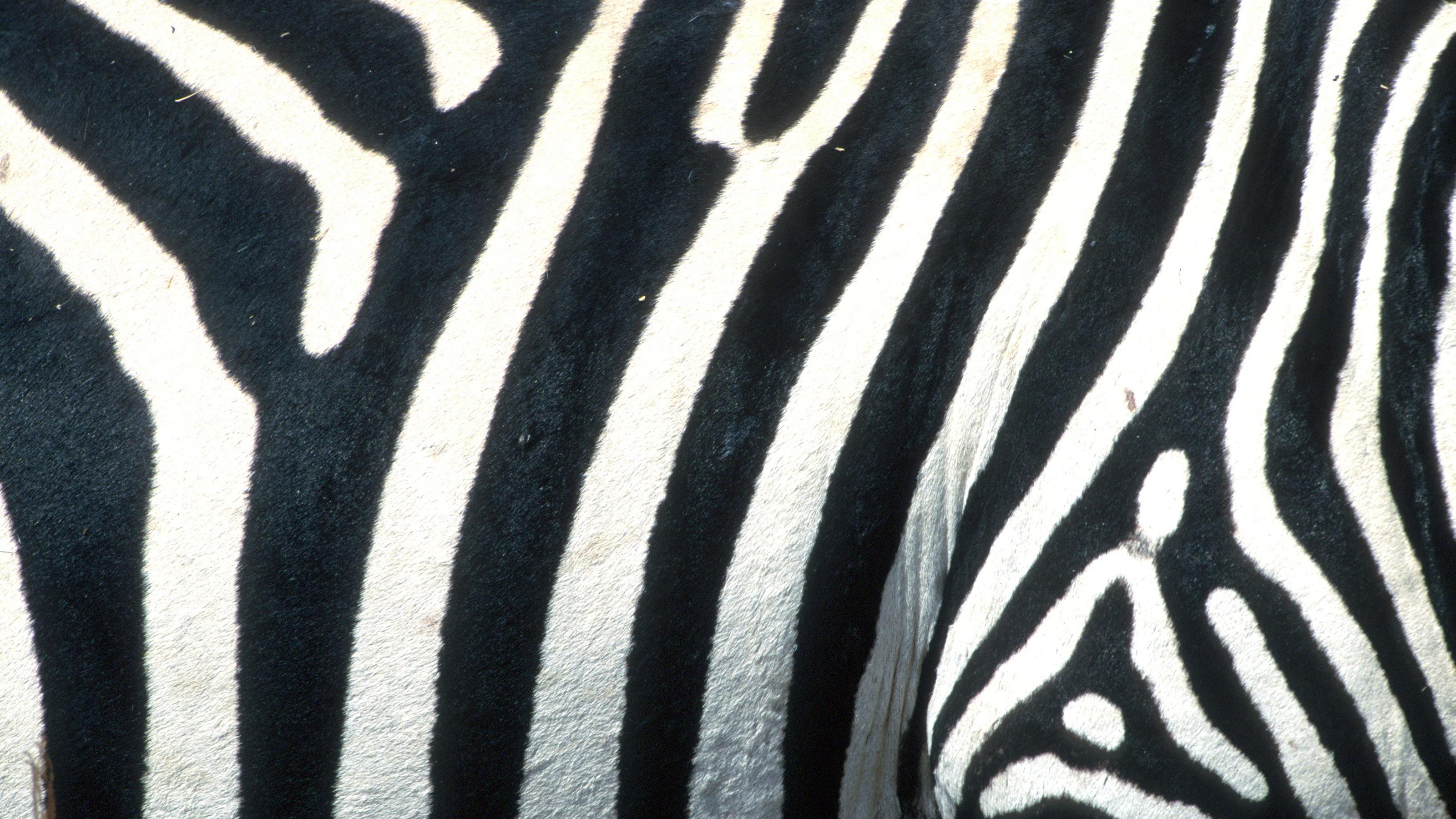 Das Fell eines Zebras aus dem Serengeti Nationalpark in Tansania, aufgenommen im Juli 1996.