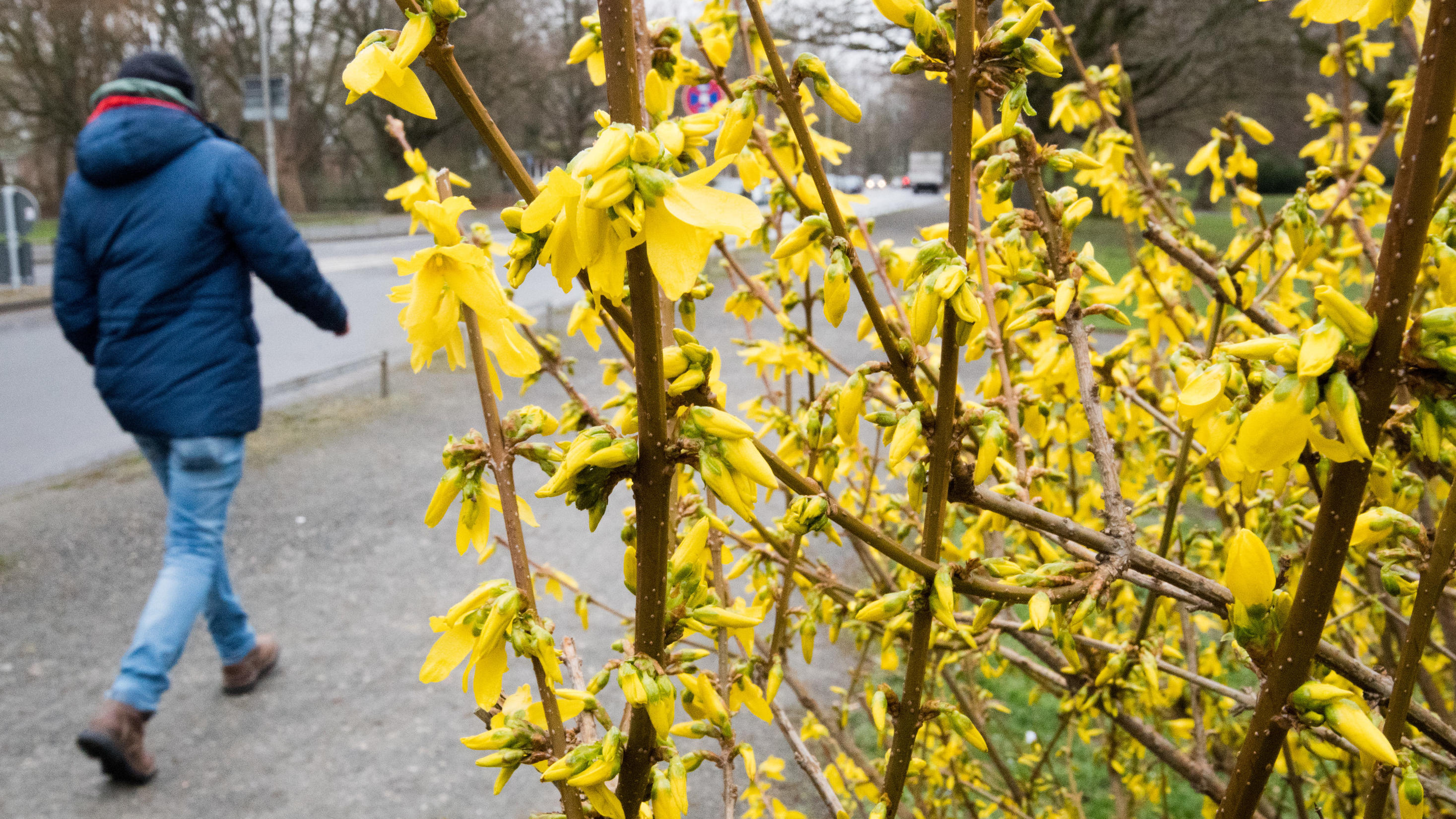Niedersachsen, Hannover: Ein Fußgänger geht bei trüben und stürmischen Wetter an blühenden Forsythien vorbei. 