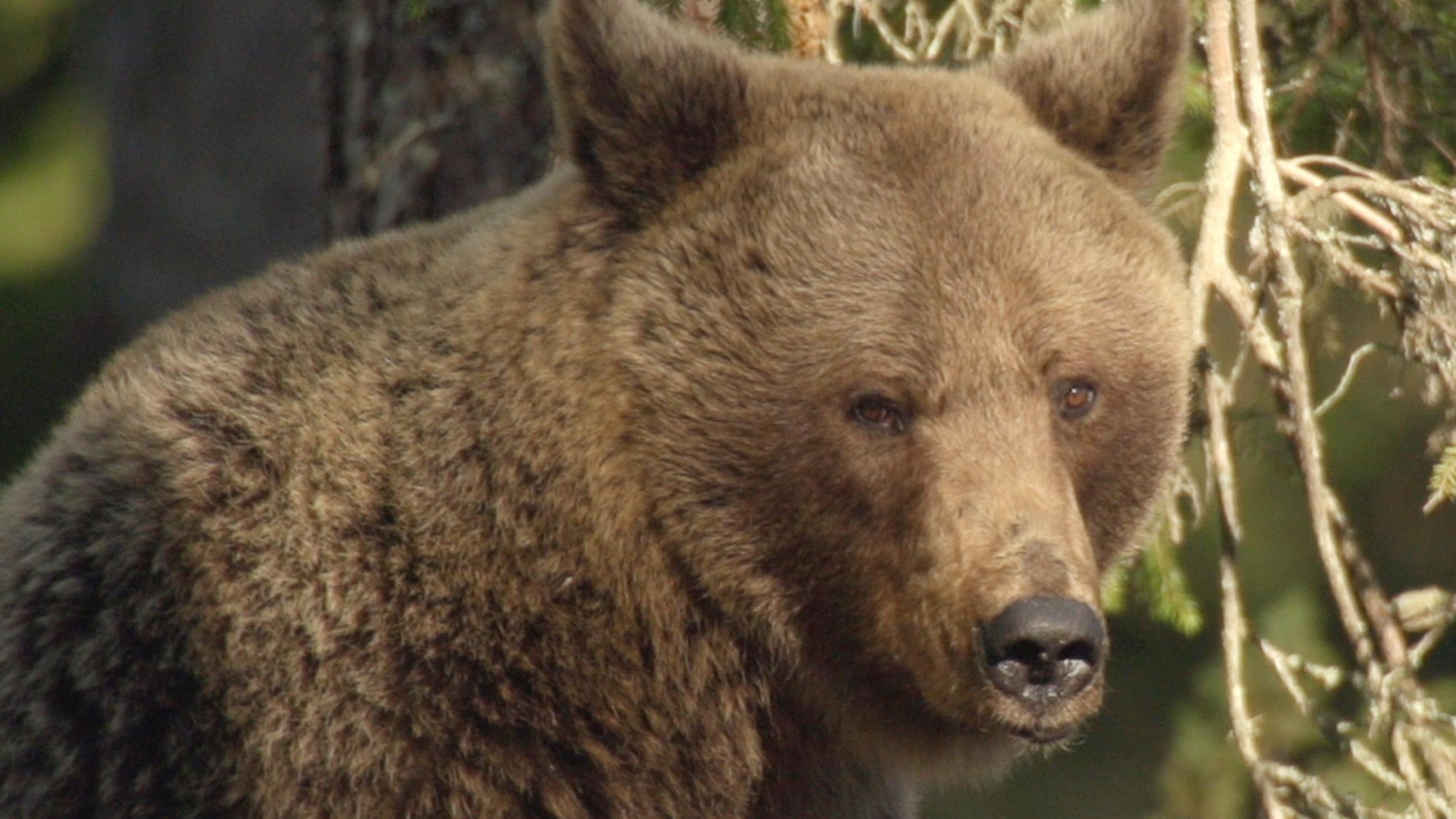Im Wald von Alutaguse lebt die Hälfte der rund 700 Braunbären Estlands. 