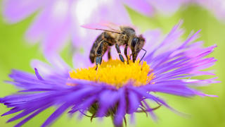 Biene auf einer lila Blüte
