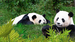 Berliner Pandas sollen sich paaren