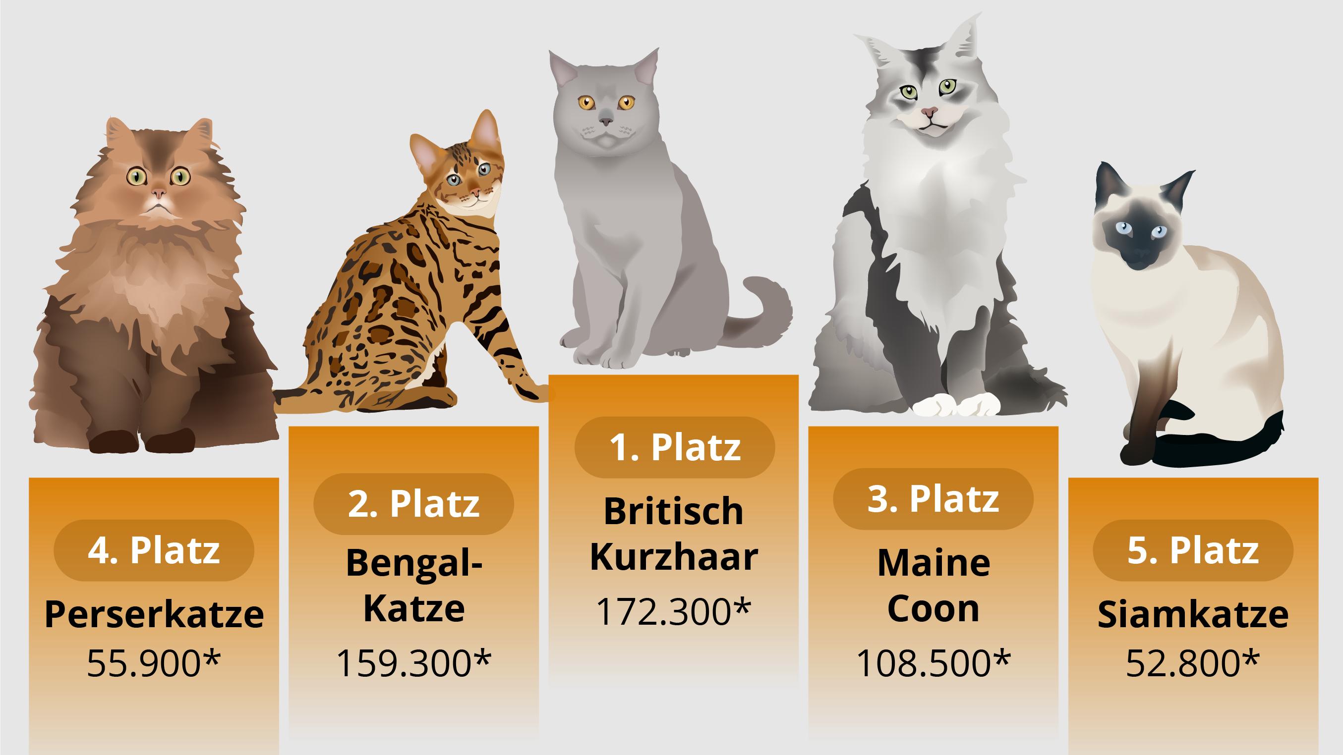 Das sind die beliebtesten Katzenrassen im Netz
