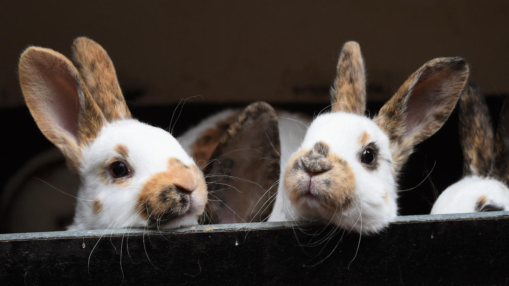 ARCHIV - 14.04.2017, Niedersachsen, Brelingen: Vier Wochen alte Kaninchen der Rasse Dreifarben-Schecken-Rexe stehen in einem Kaninchenstall. Kurz vor Ostern und die Landesregierung weiß kaum etwas über Kaninchen in Nordrhein-Westfalen. So sieht es je