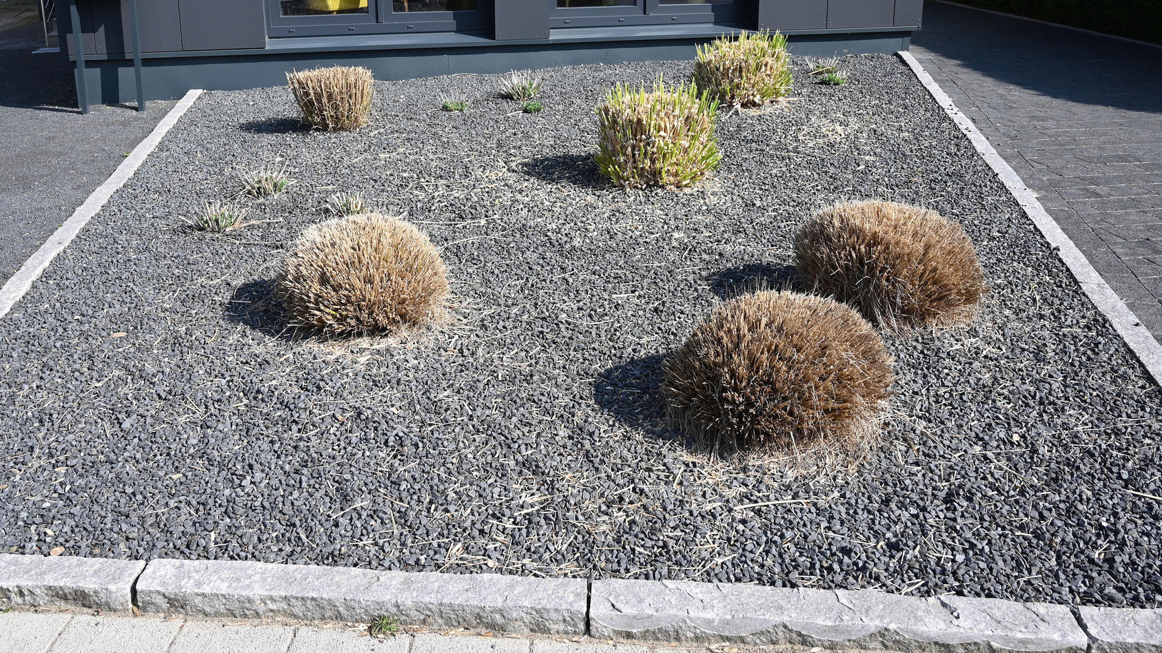 Bremen: Pflanzen ragen aus einem Vorgarten mit grauen und schwarzen Kieselsteinen.