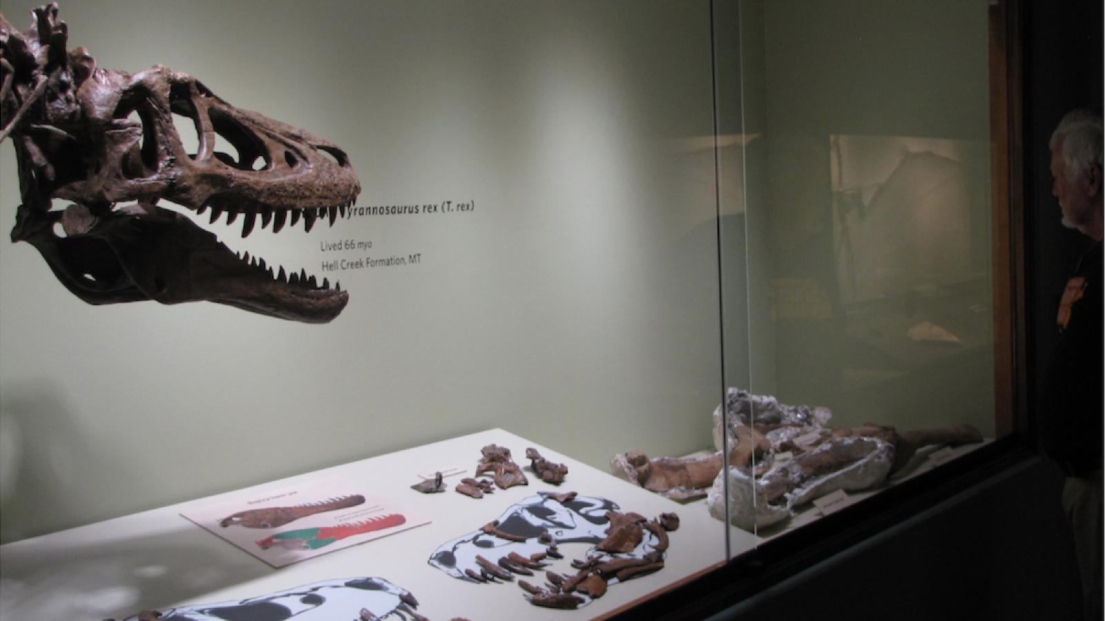 Knapp zwei Jahre wurde das Skelett bisher in einem Museum in den USA ausgestellt.