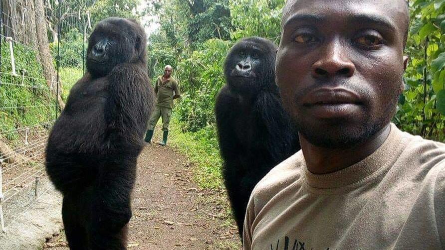 Berggorillas im Virunga Nationalpark
