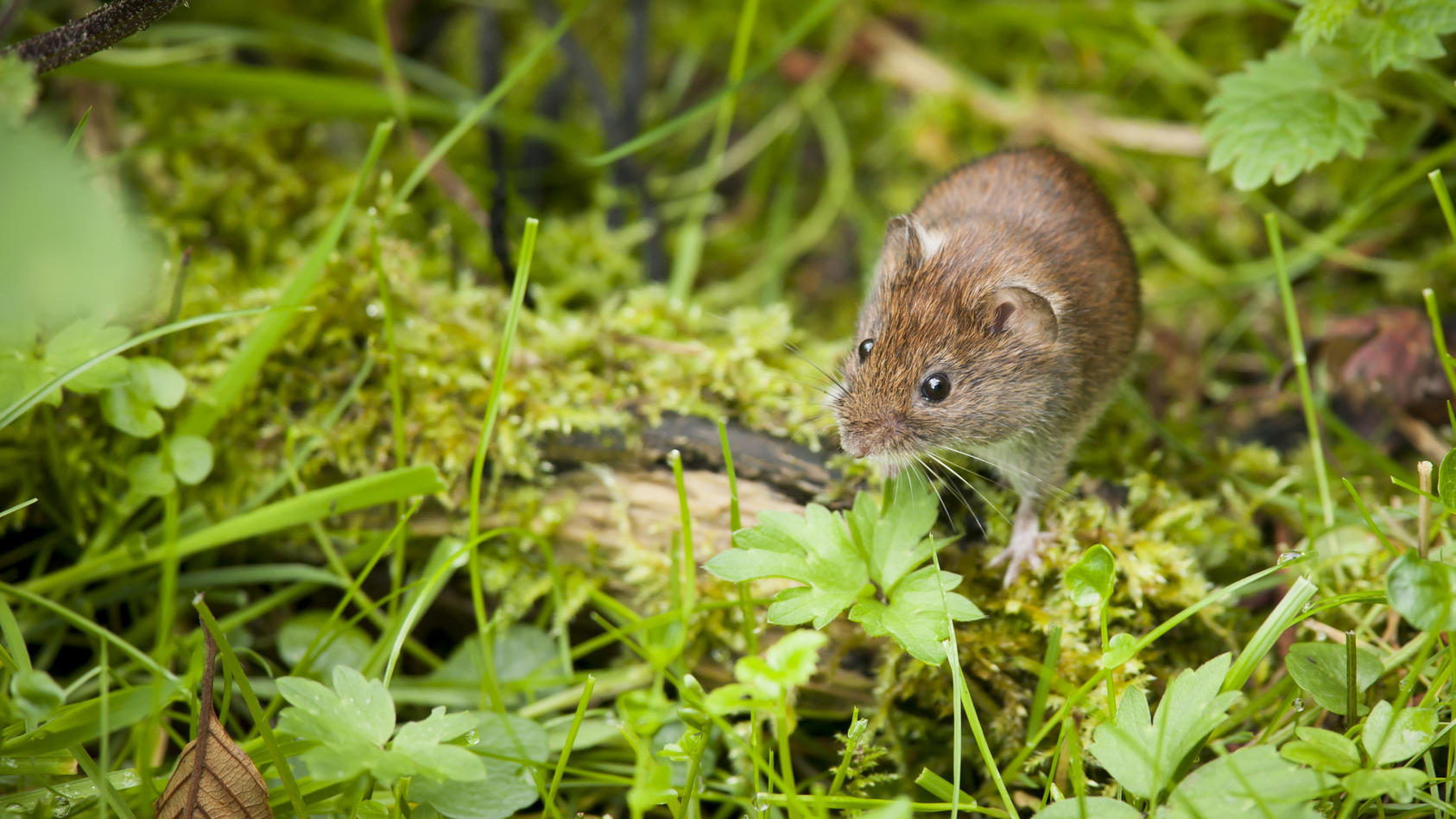 Tipps gegen die Wühlmaus im Garten