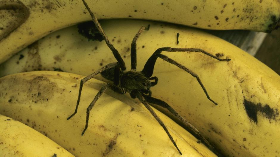 Schock Bei Edeka In NRW: Angeblich Hochgiftige Spinne Krabbelt Aus ...