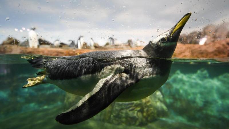 Humboldt-Pinguine im Frankfurter Zoo