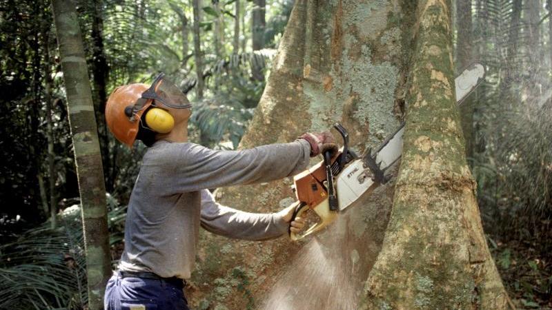 Holzfäller
