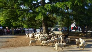 Im französischen Crets en Belledonne wurden diese Schafe eingeschrieben, damit eine Klasse erhalten bleiben konnte.