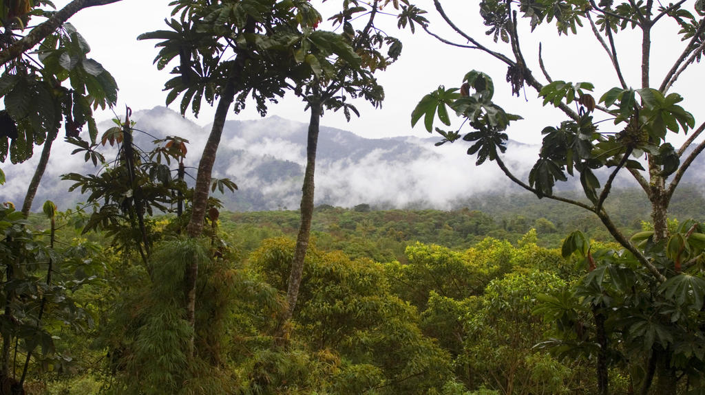 San Isidro West slope, Ecuador, Anden | San Isidro West slope, Ecuador, Andes | Verwendung weltweit