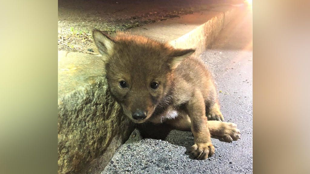 Der kleine Kojote lag verletzt am Straßenrand in Revere.
