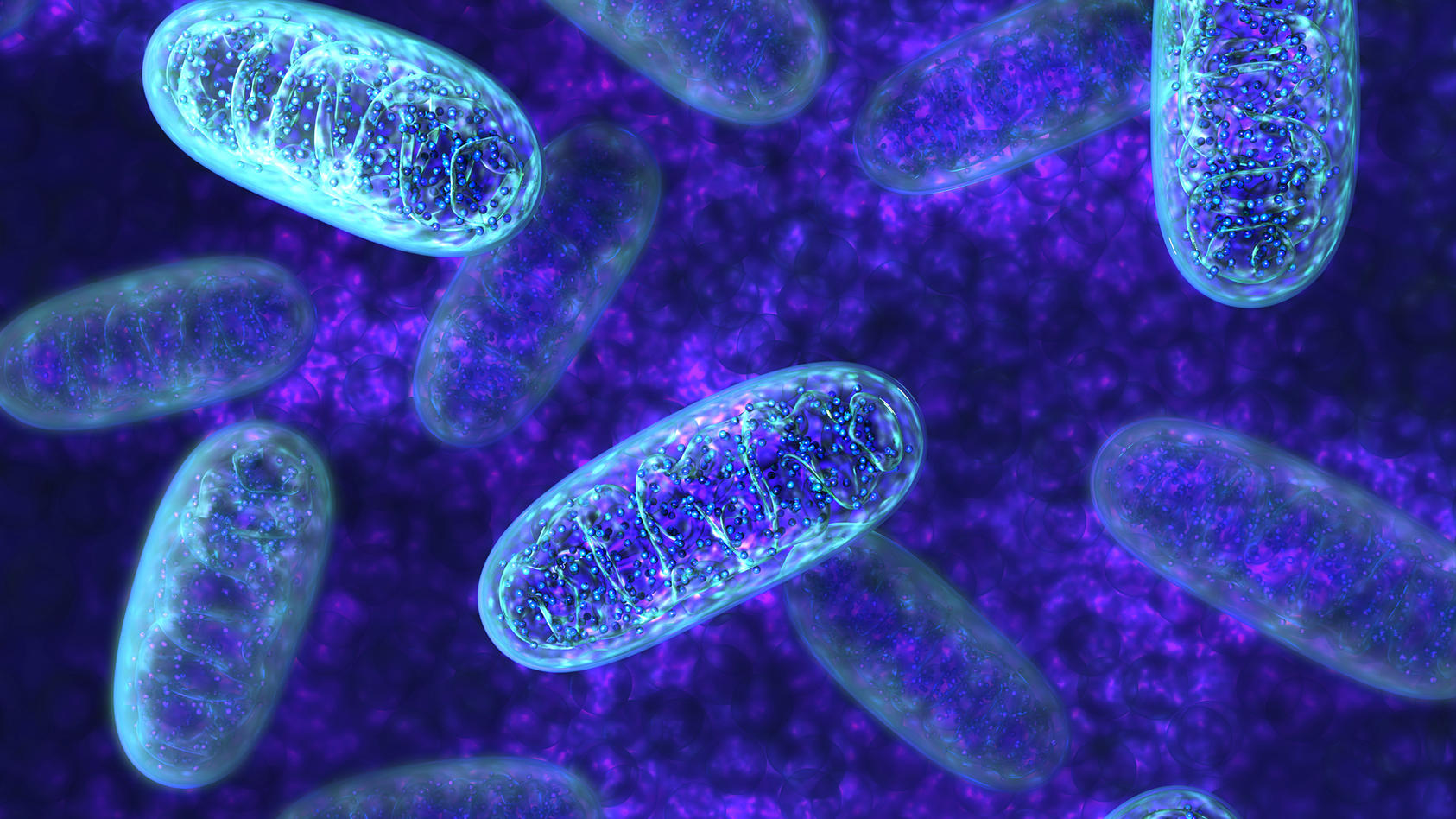 Gesundheitslexikon Mitochondrien