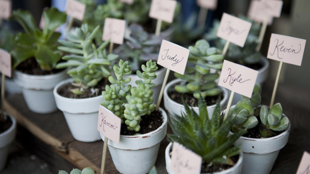 DIY-Hochzeit-Tischkarten: Sukkulenten oder Kakteen auf den Tisch.
