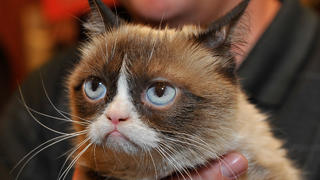 SAN FRANCISCO, CA - NOVEMBER 21: Grumpy Cat appears at Lifetime's Grumpy Cat's Worst Christmas Ever event at Macy's Union Square on November 21, 2014 in San Francisco, California. (Photo by Steve Jennings/Getty Images for Civic Entertainment Group)