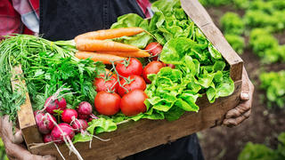 Old man's hands holding a crate full of fresh and raw vegetables-carrot, tomato, turnib, parsley, dill and lettuce. Field with lettuce plants on background.