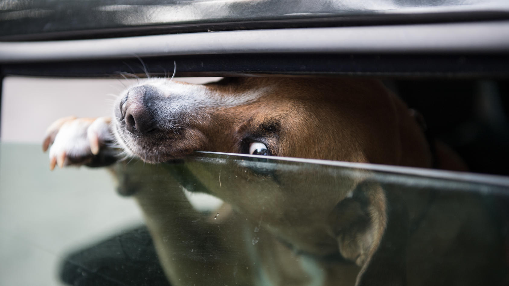 Hund im heißen Auto gelassen: So reagieren Sie richtig