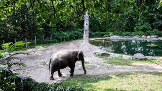 Bronx Zoo in New York: Elefantendame Happy ist ganz allein auf weiter Flur.