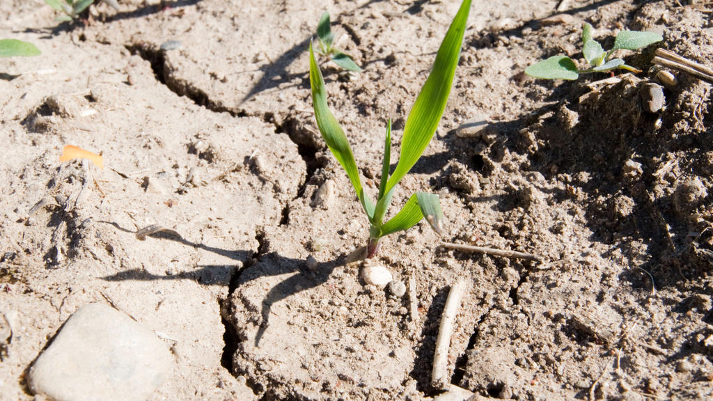 ARCHIV - 25.04.2019, Niedersachsen, Laatzen: Auf einem sehr trockenen Feld in der Region Hannover sind Risse im Boden zu sehen. (zu dpa: "Wetterdienst: Deutschland regional weiter von Dürre geplagt") Foto: Julian Stratenschulte/dpa +++ dpa-Bildfunk +
