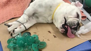 Bulldogge frisst 19 Schnuller