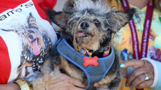 Scamp the Tramp wins the World's Ugliest Dog Competition in Petaluma, California. Scamp's owner, who has entered the competition previously, looked delighted to have won the coveted title with her beloved pooch. She lovingly calls her rescue mutt a Rastafarian dog thanks to the dreadlocks that grow naturally down his back. Scamp has been a theraphy dog for seven years, proving that looks are only skin deep and it's what is inside that counts. Yvonne and Scamp's entourage won $1,500 for coming first in the popular competition which encourages adoption and responsible breeding practices.Pictured: scamp,scamp the tramp,yvonne MoronesRef: SPL5099571 210619 NON-EXCLUSIVEPicture by: SplashNews.comSplash News and PicturesLos Angeles: 310-821-2666New York: 212-619-2666London: 0207 644 7656Milan: 02 4399 8577photodesk@splashnews.comWorld Rights, 