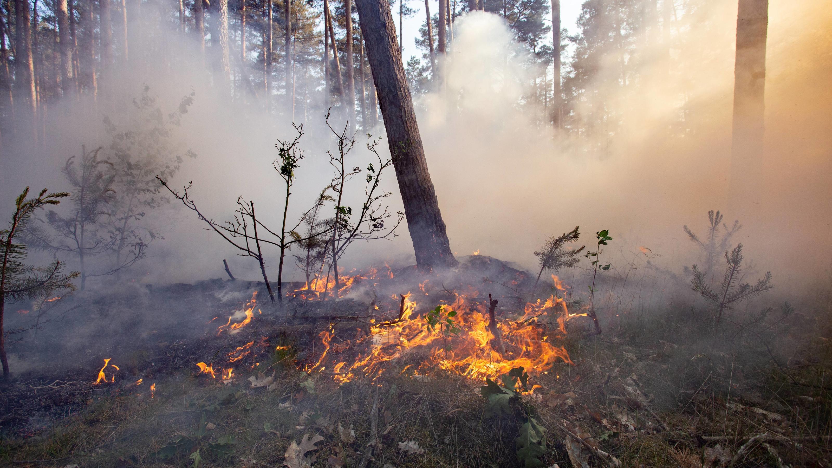 Waldbrand in Brandenburg - Unterstützung aus der Luft mit Hubsc, Waldbrand in Brandenburg mittlerweile am Ortsrand von Felgentreu angekommen. Die Feuerwehren sind im Großeinsatz und werden mittlerweile durch Hubschrauber der Bundespolizei unterstüzt.