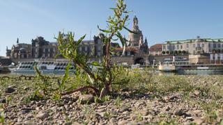 25.06.2019, Sachsen, Dresden: Eine Pflanze wächst im ausgetrockneten Flussbett der Elbe vor der Kulisse der Altstadt. Foto: Sebastian Kahnert/dpa-Zentralbild/ZB +++ dpa-Bildfunk +++