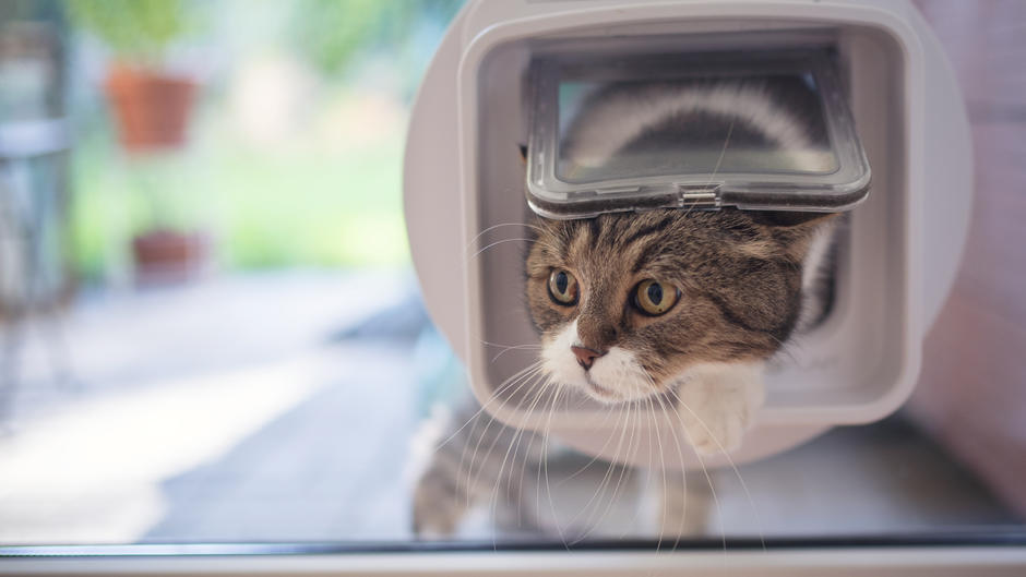 Intelligente Katzenklappe So verhindern Sie tote Mäuse im