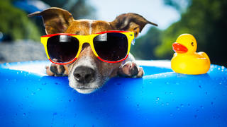 Sonnenbrille für den Hund