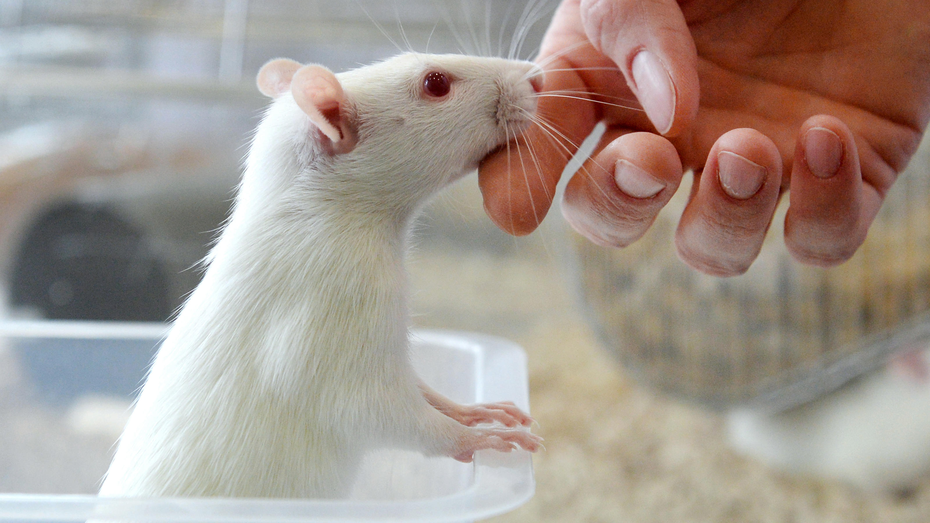 Mäuse und Ratten dienen als Versuchstiere für die geplante Transplantation der Organe.