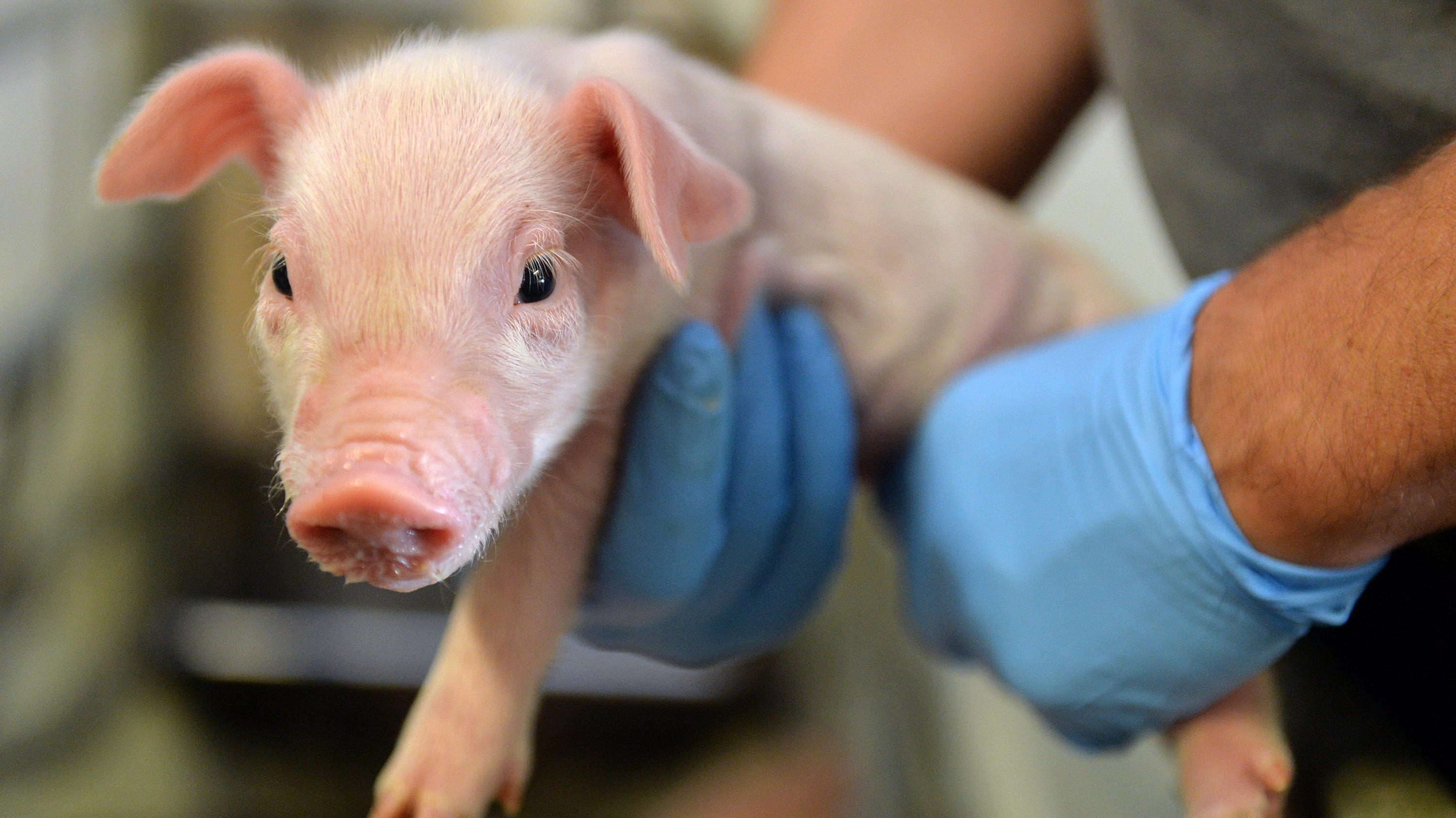 Das Forscherteam will, dass neben Ratten und Mäusen auch Schweine für das Experiment verwendet werden.