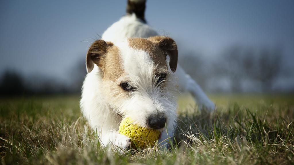 Jack Russel Terrier spielt mit einem Ball