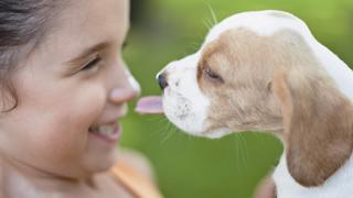 Beagle puppy licking girl s nose PUBLICATIONxINxGERxSUIxAUTxONLY Copyright: OdilonxDimier B11431622  