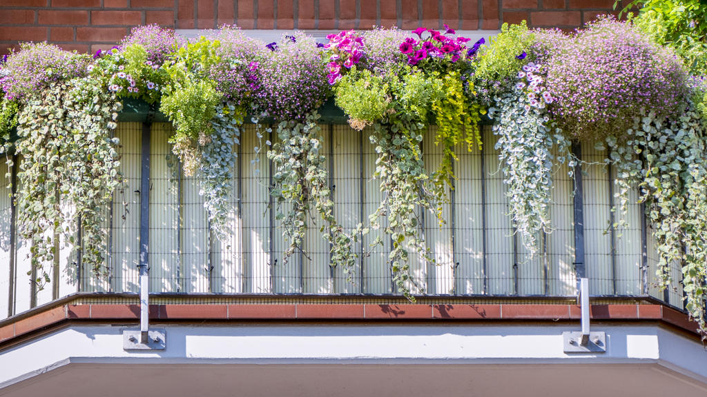 Pretty balcony plants