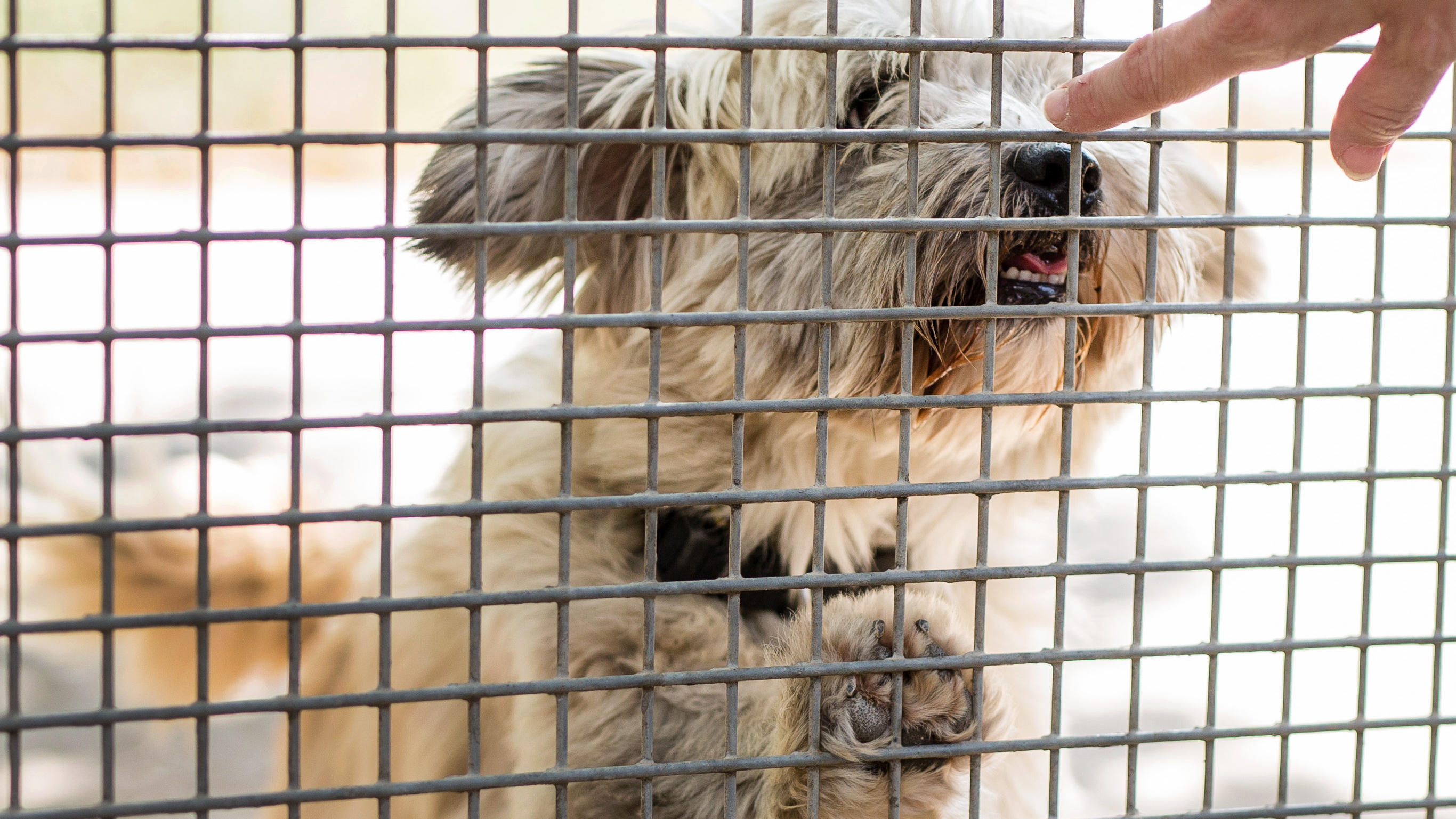 ARCHIV - 17.08.2018, Böblingen: Ein Hund schnüffelt im Tierheim an der Hand einer Pflegerin.  (zu dpa: "Ausgesetzte Sommerferien-Tiere") Foto: Christoph Schmidt/dpa +++ dpa-Bildfunk +++