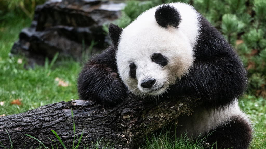 Pandabärin Meng Meng im Berliner Zoo.