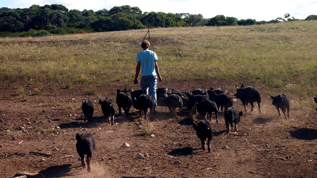 Black piglets roam free in fenced grassy paddocks in Coffin Bay, Eyre Peninsula, South Australia. | Verwendung weltweit