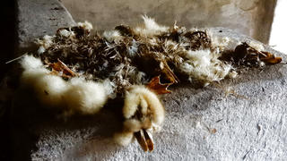 Tote Küken auf Hof in Brandenburg