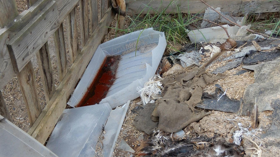 Tiere von Hof in Brandenburg gerettet